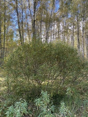 Salix aurita