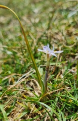 Moraea setifolia
