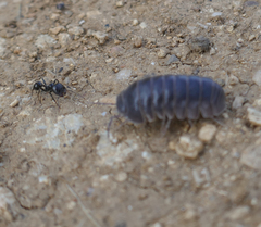 Armadillo officinalis