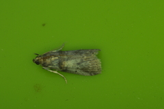 Acrobasis