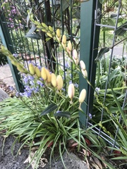 Hyacinthoides hispanica