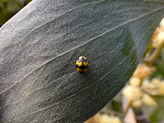 Illeis galbula