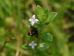 Spermacoce articularis