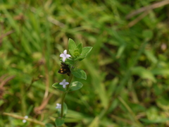 Spermacoce articularis