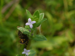 Spermacoce articularis