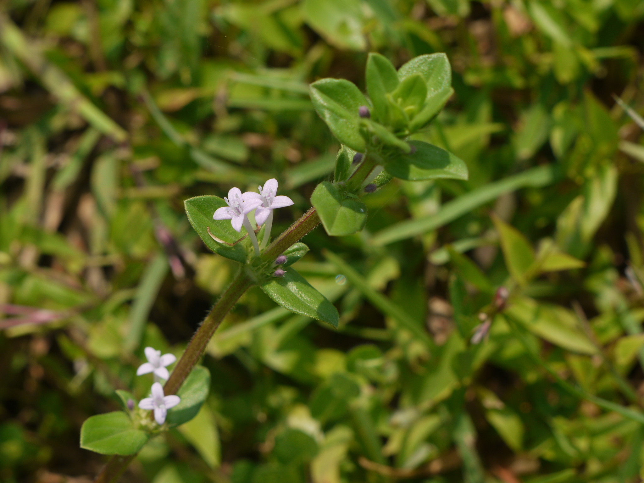 Spermacoce articularis L.f.