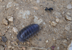 Armadillo officinalis