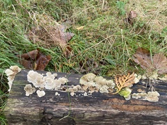 Fungi