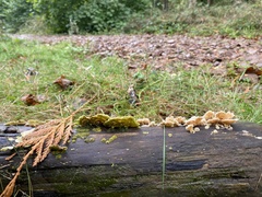 Fungi
