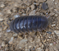 Armadillo officinalis