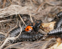 Creophilus erythrocephalus