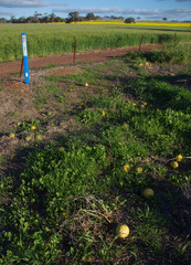 Citrullus colocynthis