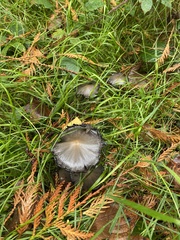 Coprinopsis