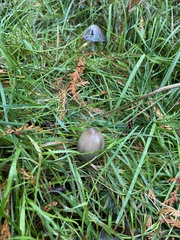 Coprinopsis