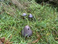Coprinopsis
