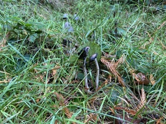 Coprinopsis