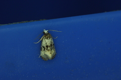 Phalonidia memoranda