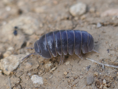 Armadillo officinalis