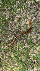 Scolopendra morsitans