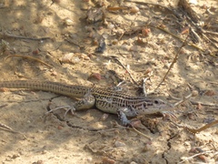 Aspidoscelis neotesselatus