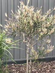 Banksia integrifolia