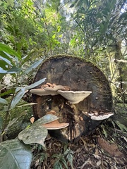 Ganoderma australe
