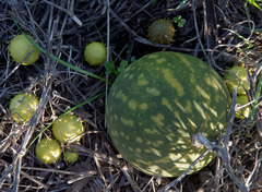 Cucumis myriocarpus