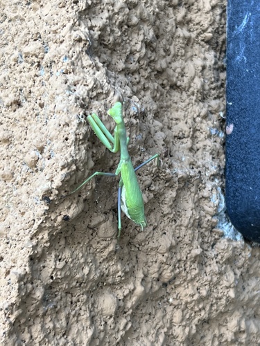Sonoran Tiger Mantis photo 4