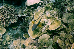 Cetoscarus ocellatus