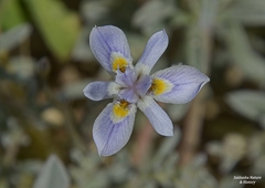 Moraea setifolia