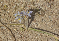 Moraea setifolia