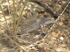 Aspidoscelis neotesselatus