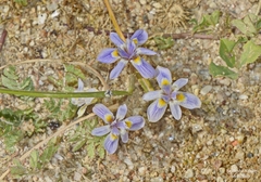 Moraea setifolia
