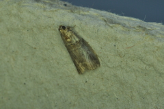 Acrobasis