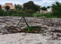 Eupholidoptera schmidti