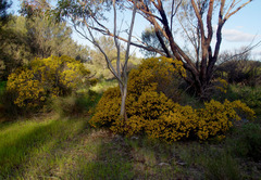 Acacia lineolata lineolata