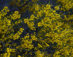 Acacia lineolata lineolata