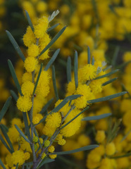 Acacia lineolata lineolata