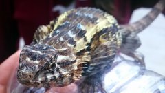 Sceloporus spinosus