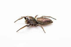 Tutelina similis