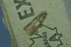 Acrobasis