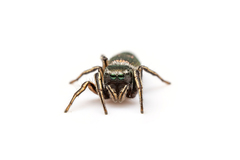 Tutelina similis