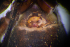 Tutelina similis