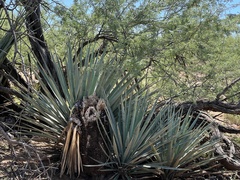 Yucca schottii