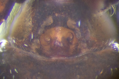 Tutelina similis