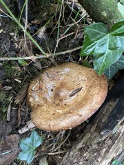 Agaricomycetes