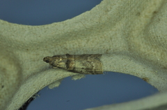 Acrobasis