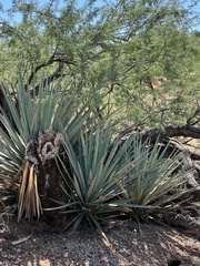 Yucca schottii