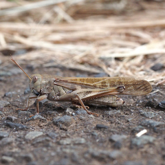 Locusta migratoria