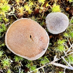 Lycoperdon pratense